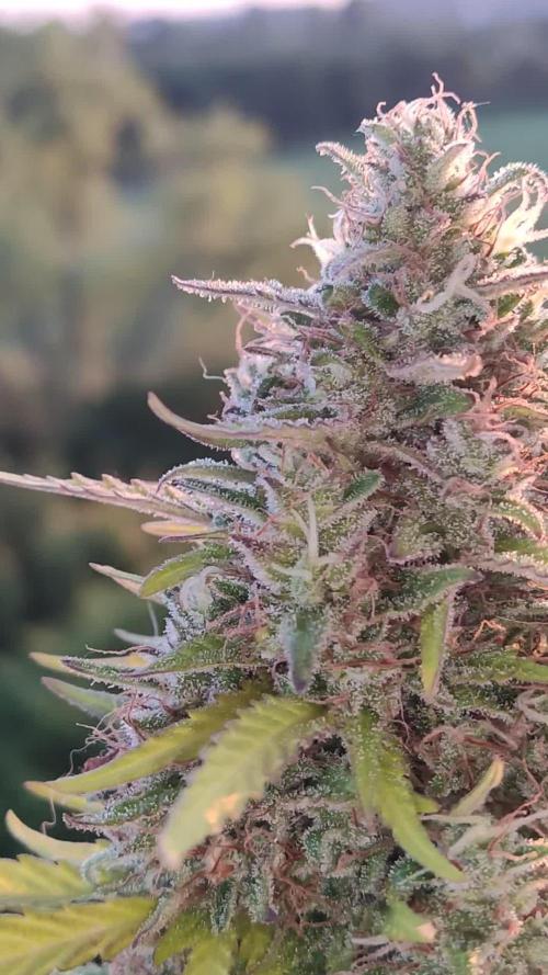 Strawberry Haze Auto