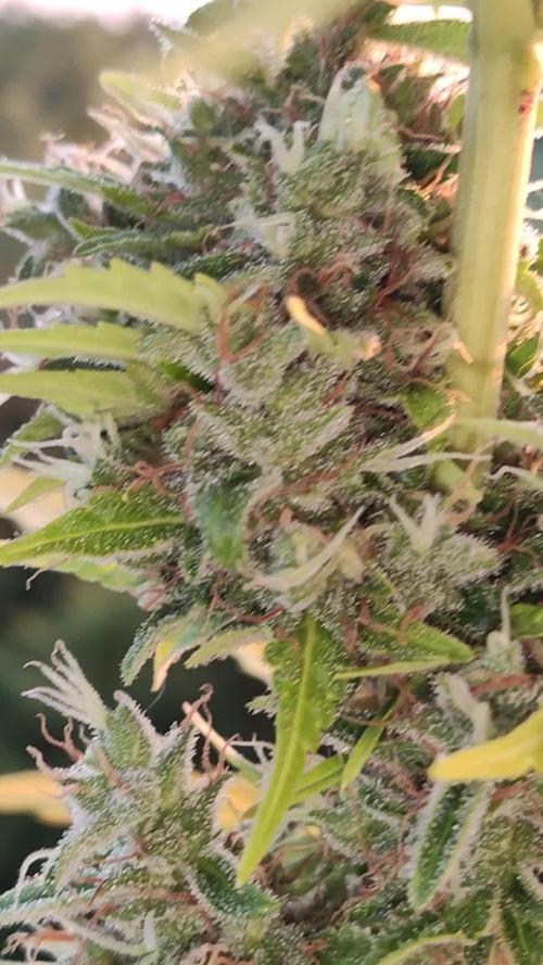 Lemonberry Haze Auto