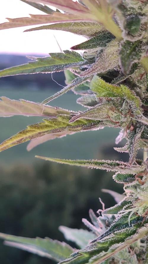 Cheese Auto