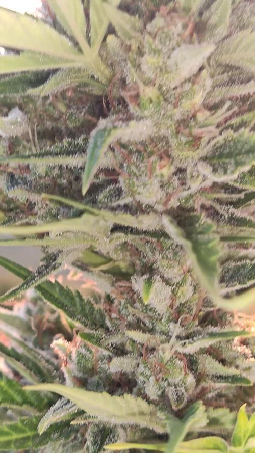 Green Posion XL Auto