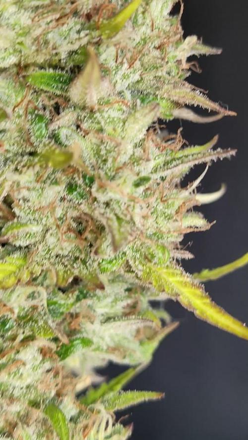 Strawberry Haze Auto