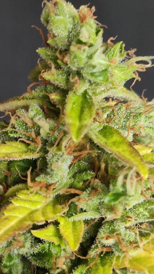 Lemonberry Haze Auto