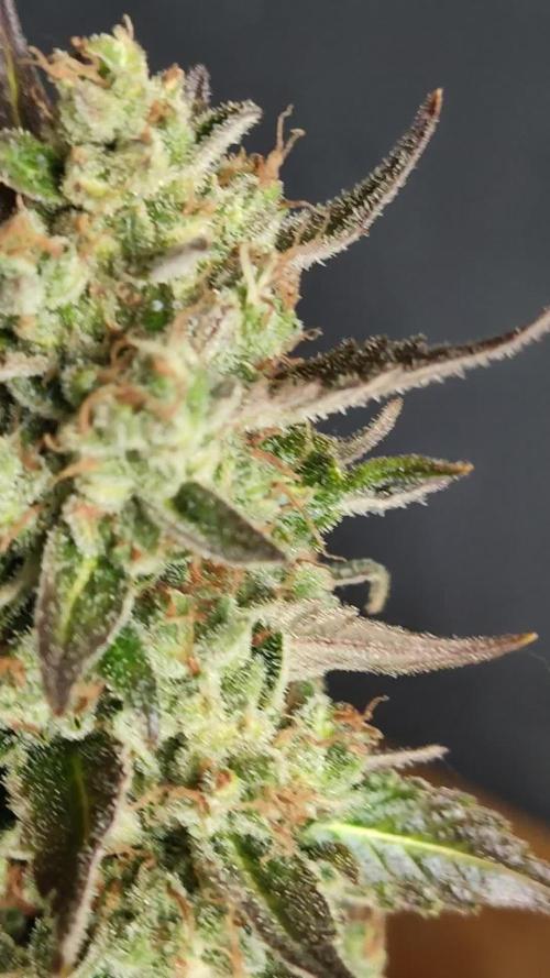 Cheese Auto
