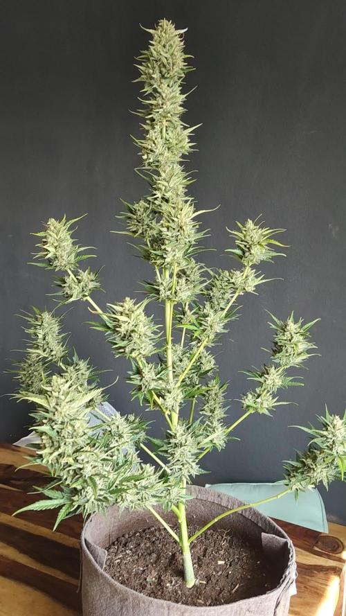 Green Posion XL Auto