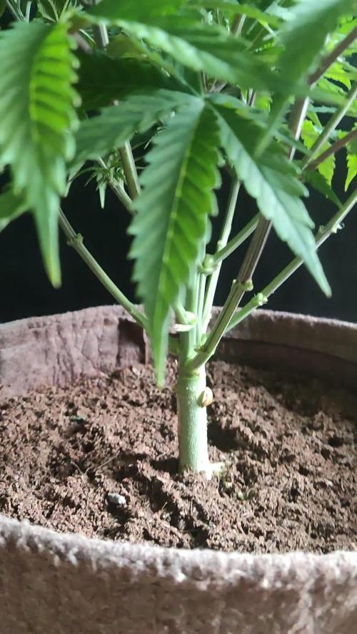 White Widow X The Ultimate