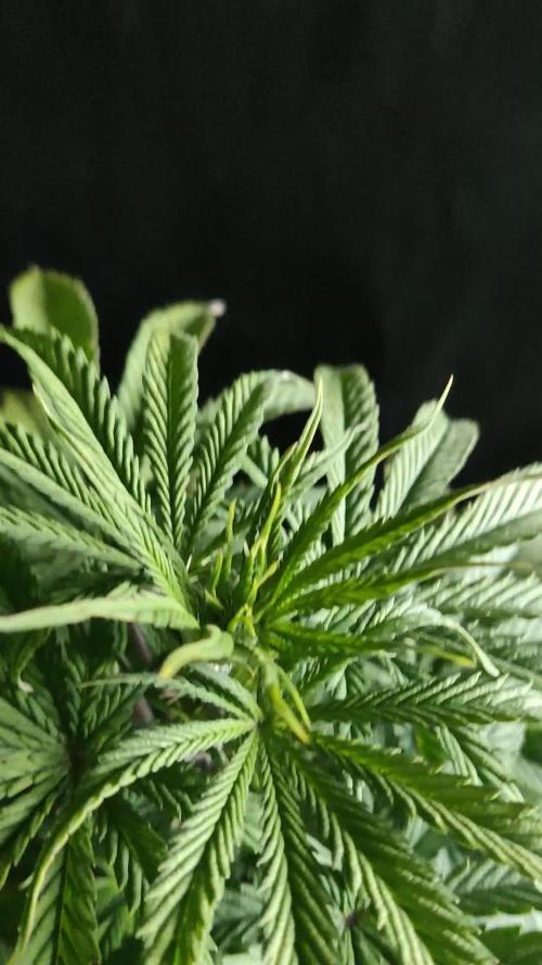 White Widow  X  The Ultimate