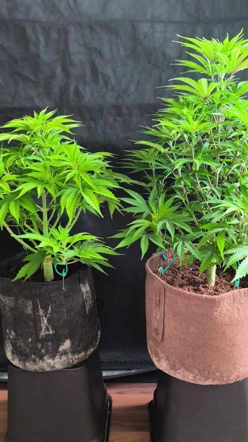 White Widow  X  The Ultimate