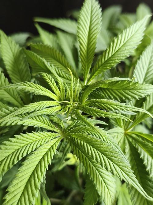 Brain Damage. Week 8