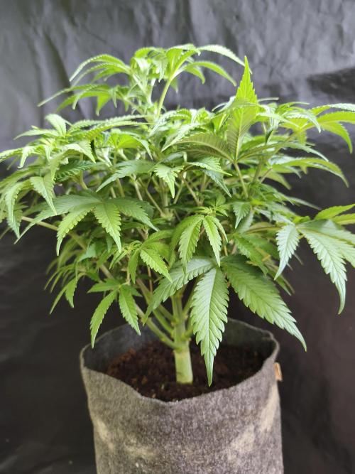 Brain Damage. Week 8