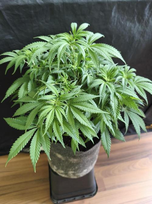 Brain Damage. Week 8