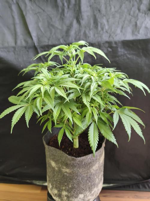 Brain Damage. Week 8