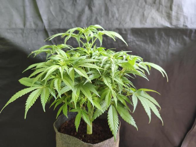 Brain Damage. Week 8