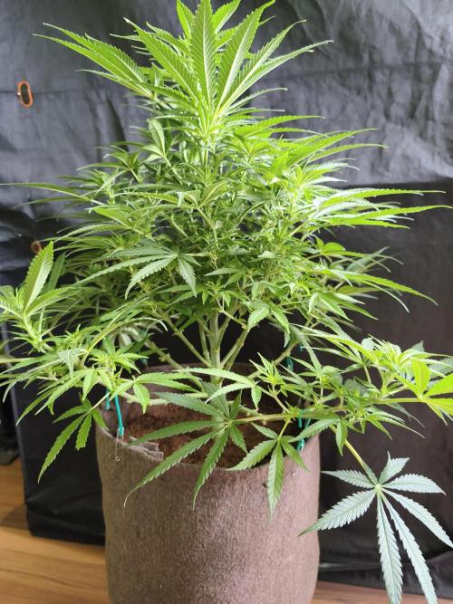 Sugar Black Rose. Week 8