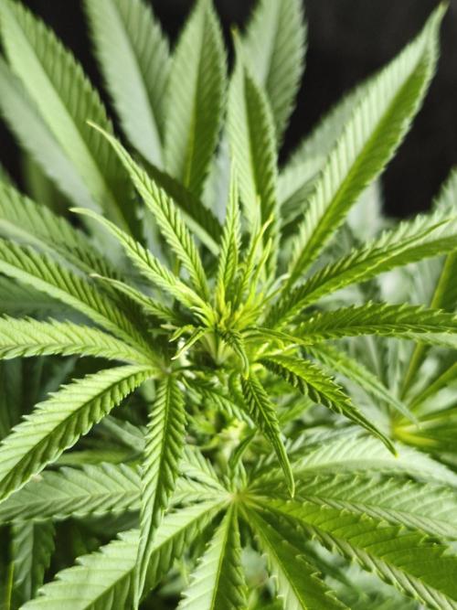 Sugar Black Rose. Week 8