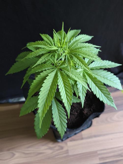 Strawberry Cough. Week 4 - Blüte Tag 7 