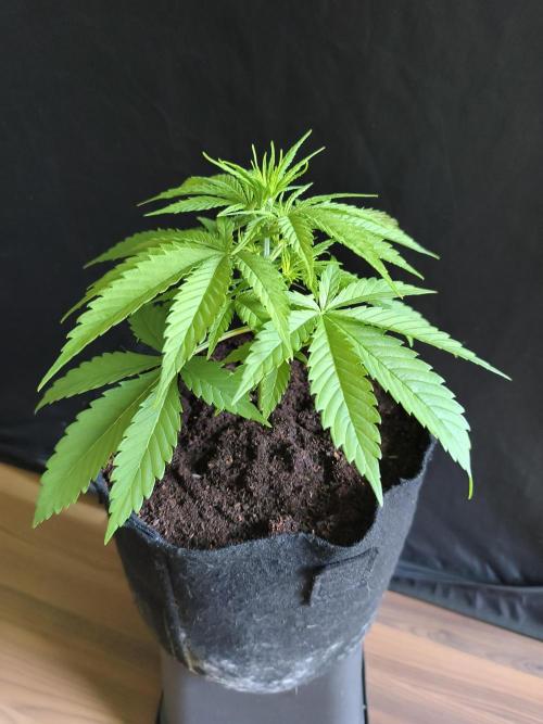 Strawberry Cough. Week 4