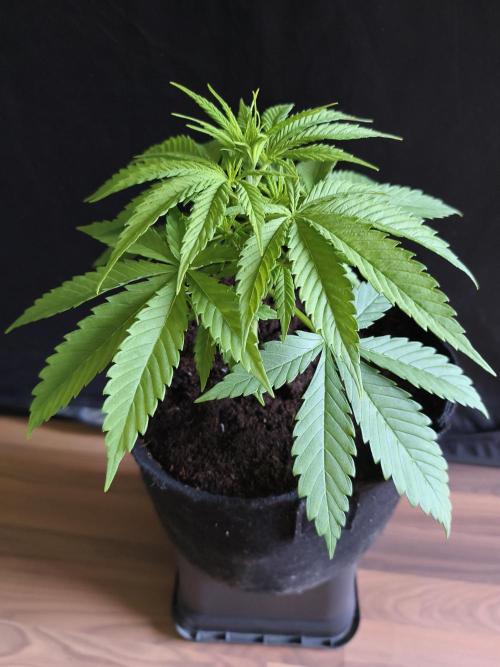 Strawberry Cough. Week 4