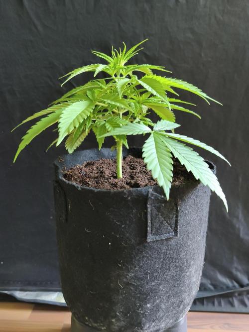 Strawberry Cough. Week 4