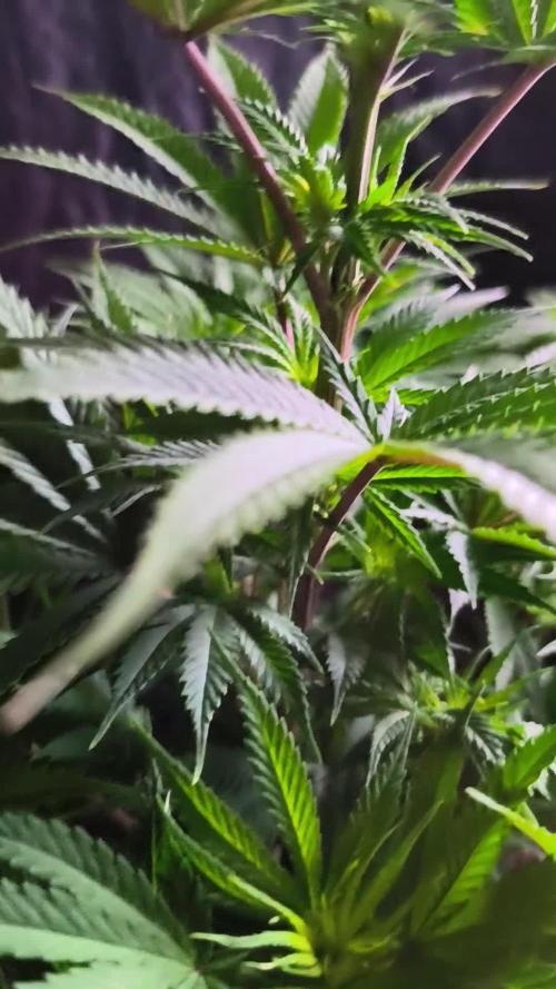 White Widow  X  The Ultimate