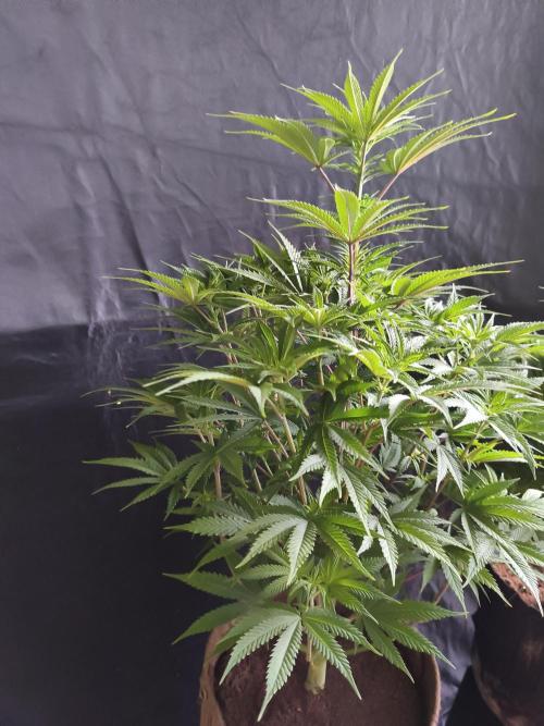 White Widow  X  The Ultimate. Week 8