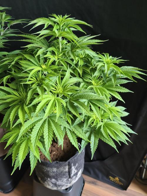 White Widow  X  The Ultimate. Week 8