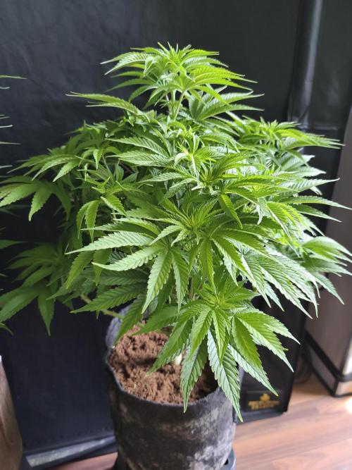 White Widow  X  The Ultimate. Week 8