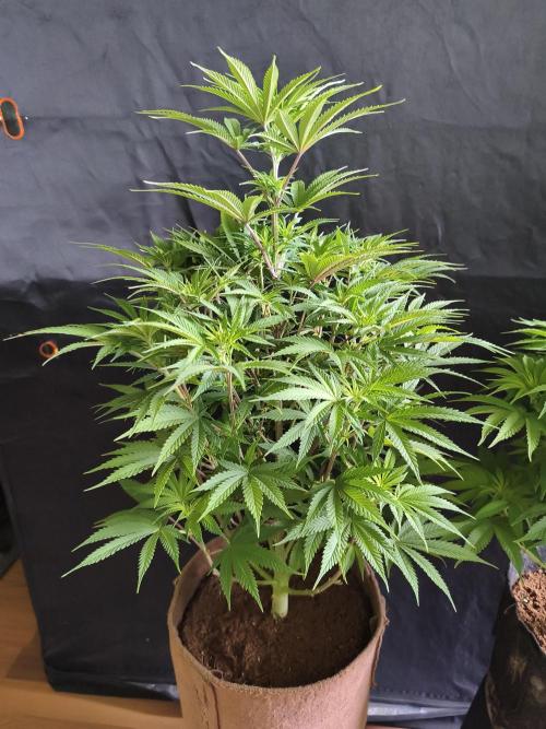 White Widow  X  The Ultimate. Week 8