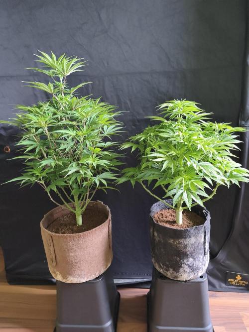 White Widow  X  The Ultimate. Week 8