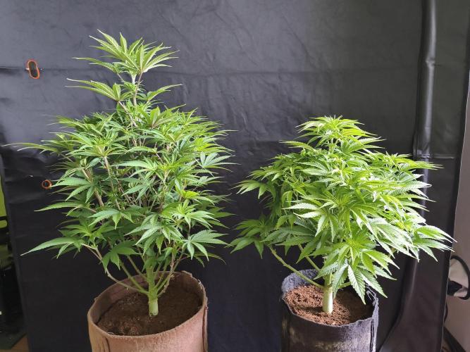 White Widow  X  The Ultimate. Week 8