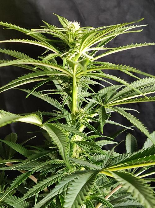 Sugar Black Rose. Week 9