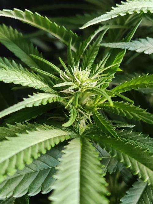 Sugar Black Rose. Week 9