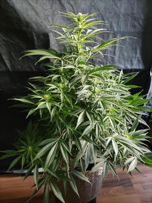 Sugar Black Rose. Week 9