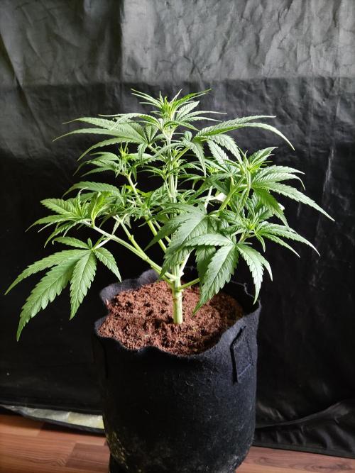 Strawberry Cough. Week 5 - Blüte Tag 14 