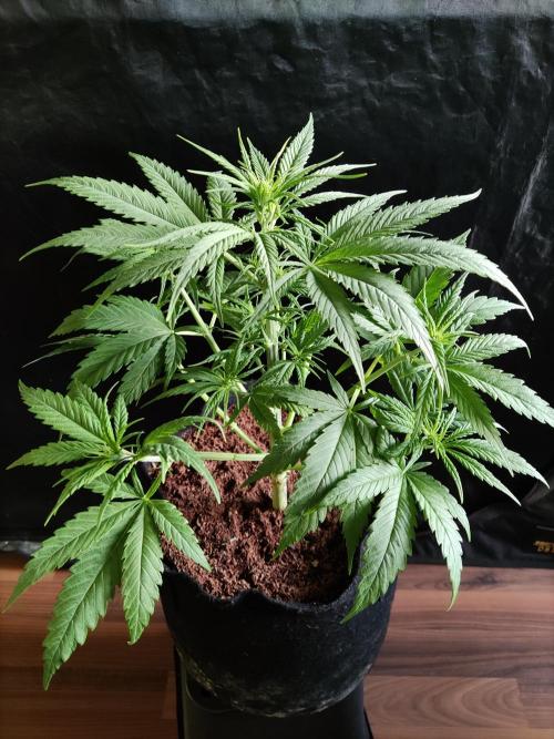 Strawberry Cough. Week 5