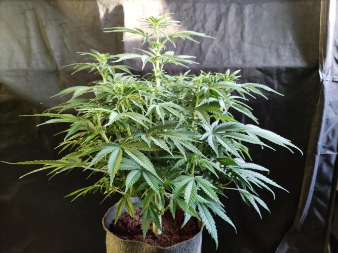 Brain Damage. Week 9 - Blüte Tag 14 