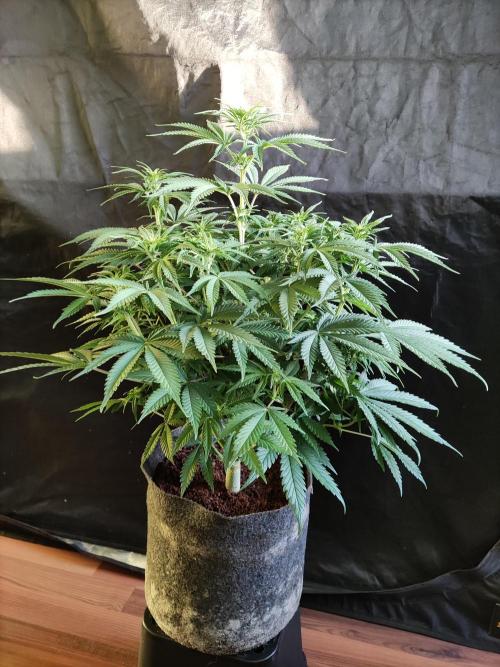 Brain Damage. Week 9