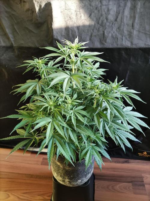 Brain Damage. Week 9