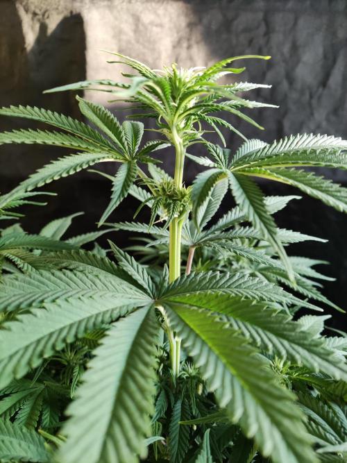 Brain Damage. Week 9