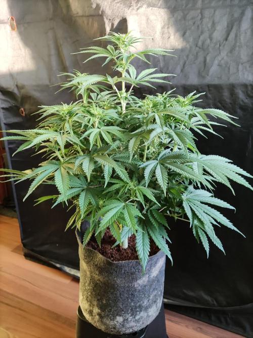 Brain Damage. Week 9