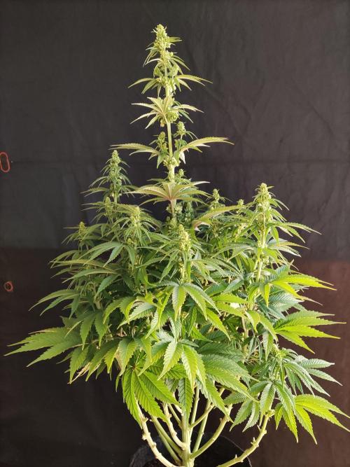 White Widow  X  The Ultimate. Week 9