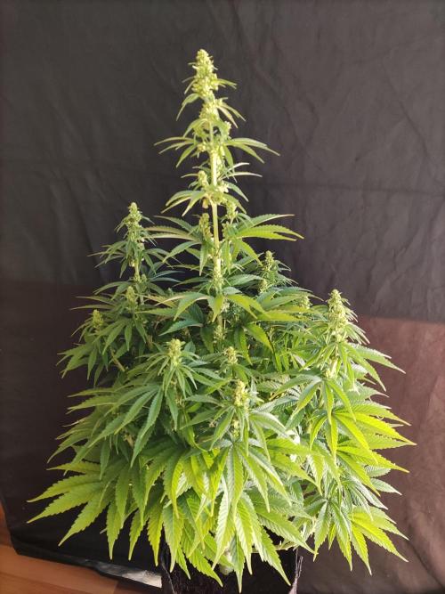 White Widow  X  The Ultimate. Week 9