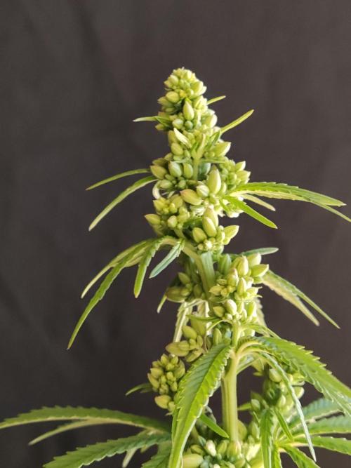 White Widow  X  The Ultimate. Week 9