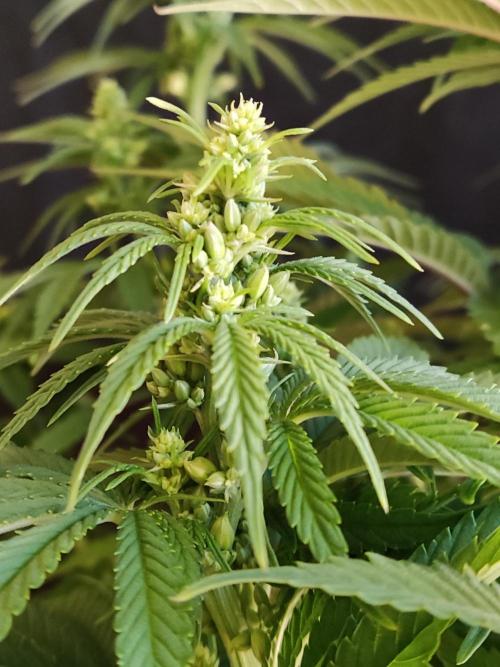 White Widow  X  The Ultimate. Week 9