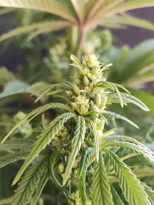 White Widow  X  The Ultimate. Week 9