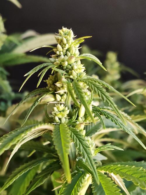 White Widow  X  The Ultimate. Week 9