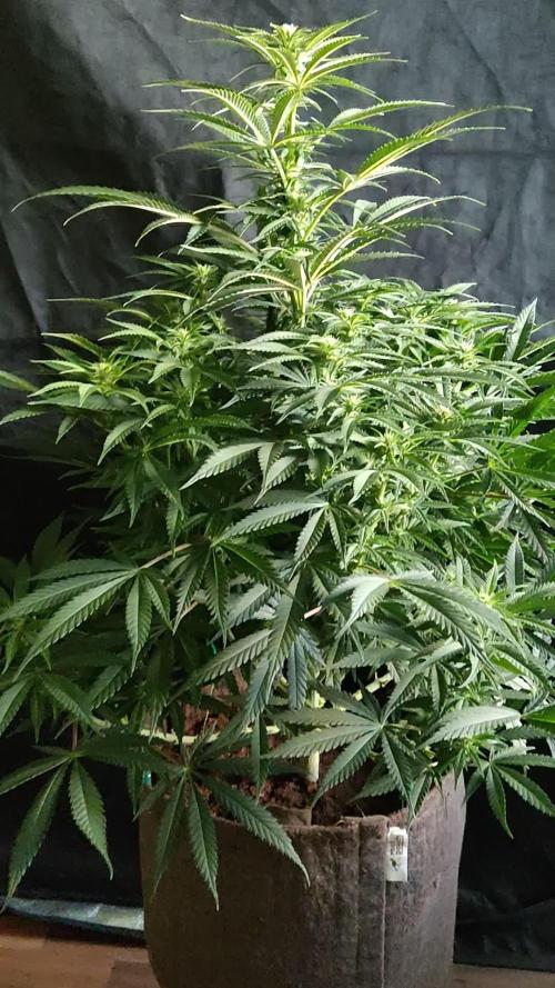 White Widow X The Ultimate