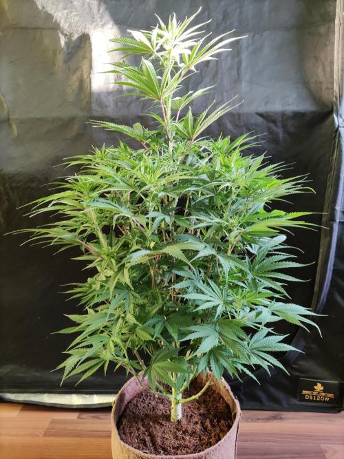 White Widow  X  The Ultimate. Week 9