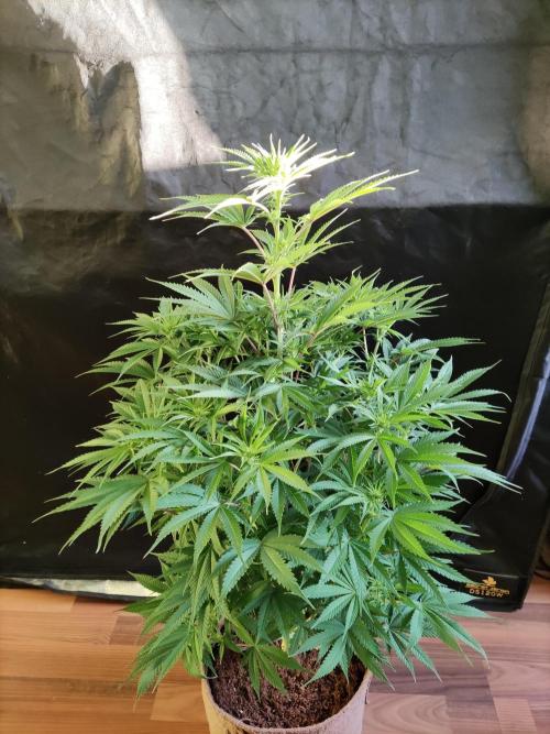 White Widow  X  The Ultimate. Week 9