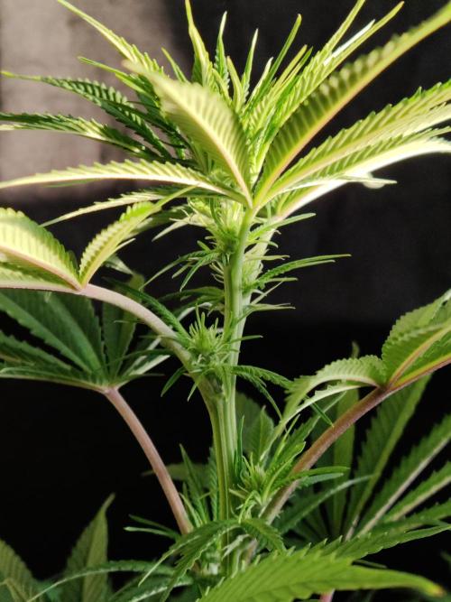 White Widow  X  The Ultimate. Week 9