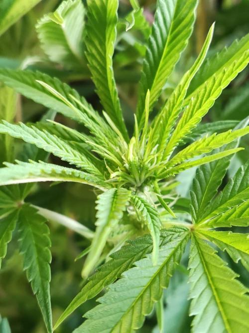 White Widow  X  The Ultimate. Week 9